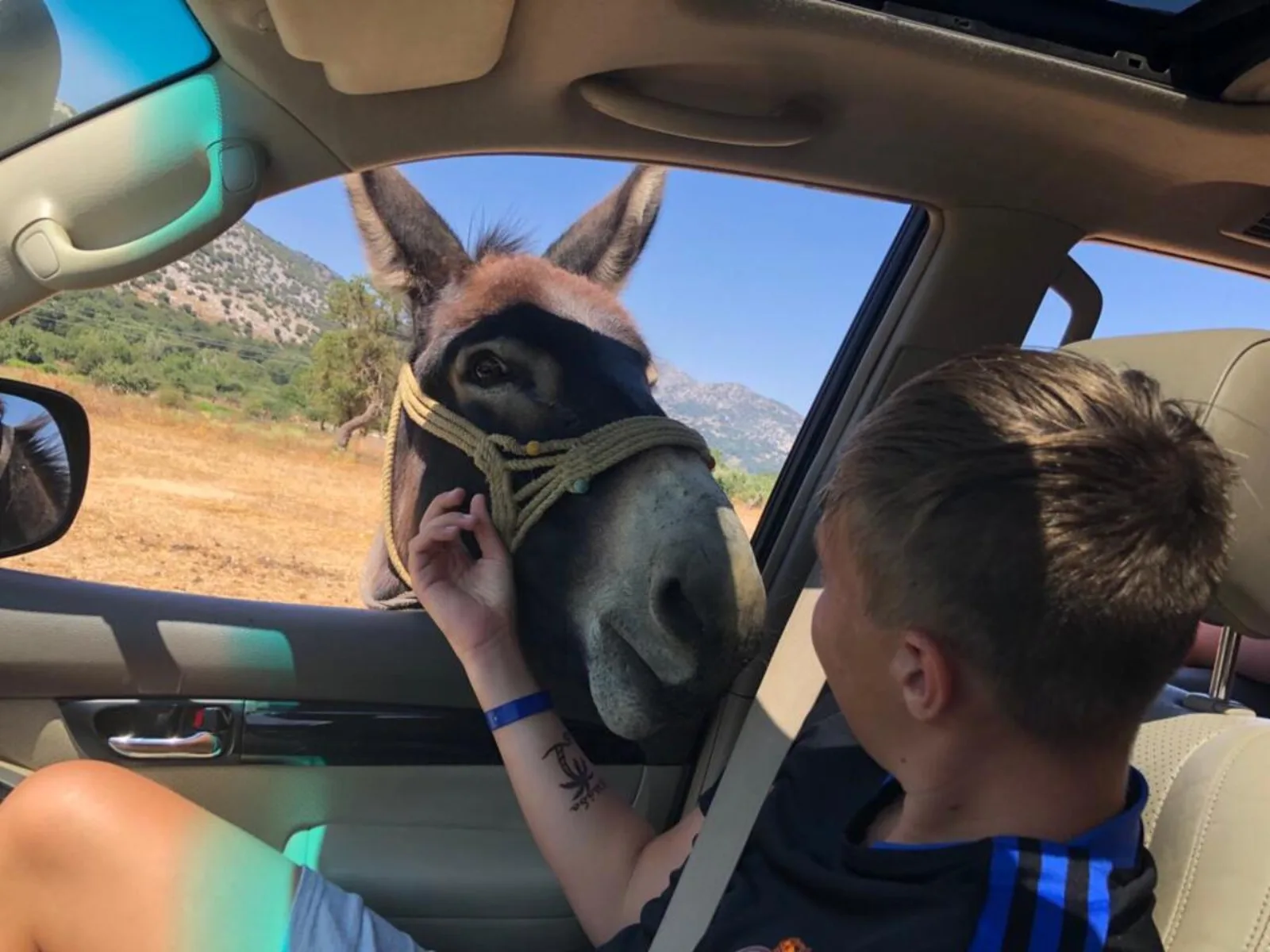 A boy in the back seat of the 4x4 meeting a donkey that has put its head through the window