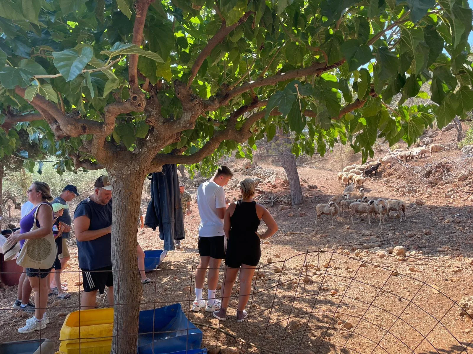 Guests standing under a fig tree beside the farm's animal pens
