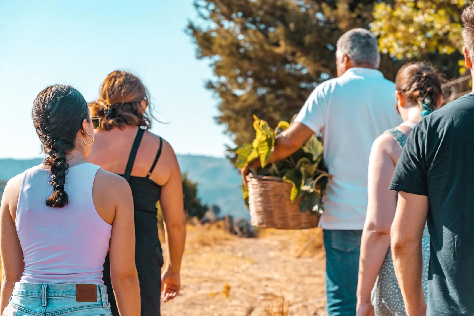 Guests walking down a hillside path between olive trees, one carrying a wicker basket of picked produce